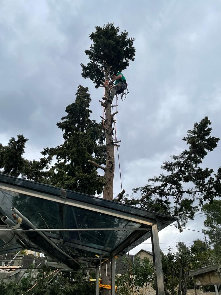 tala de un arbol