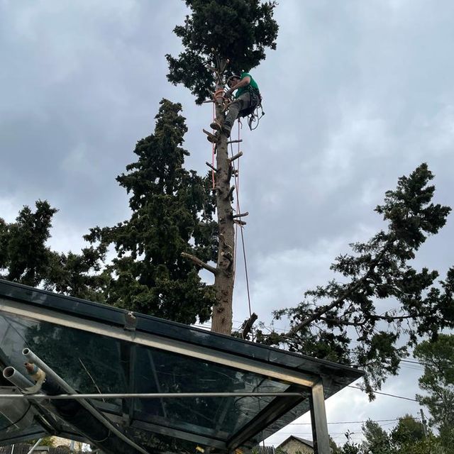tala de un arbol